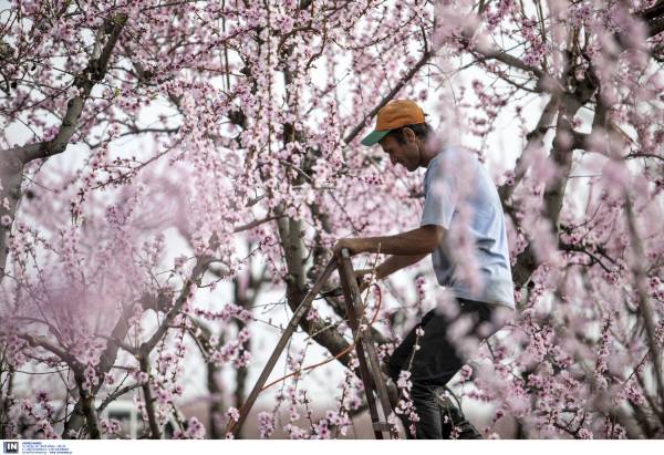 Ροδακινοπαραγωγοί: Πότε πληρώνονται οι δικαούχοι με παραδόσεις μεταξύ 3 και 6 τόνων προϊόντος ανά εκτάριο