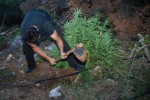 Φαρμακευτική κάνναβη: Καλλιέργεια «υψίστης ασφαλείας»- Με αστυνομική συνοδεία η διακίνηση