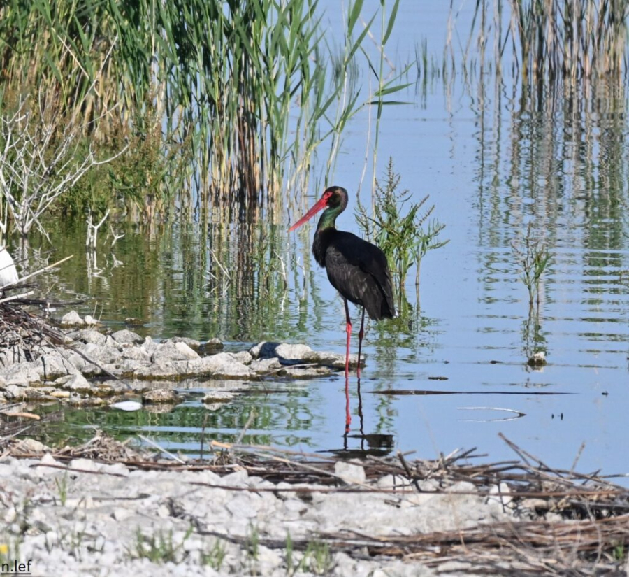 Εντυπωσιακές εικόνες από σπάνιο μαυροπελαργό που εμφανίστηκε στα νερά της λίμνης Κάρλα