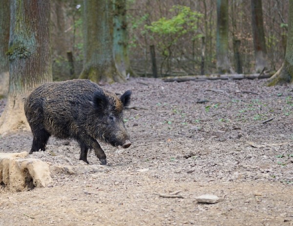 Λεωφορείο ΚΤΕΛ συγκρούστηκε με αγριογούρουνο