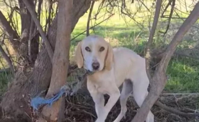 Αλυσόδεσαν σκυλίτσα σε δέντρο στο δάσος της Στροφυλιάς, εντοπίστηκε σκελετωμένη