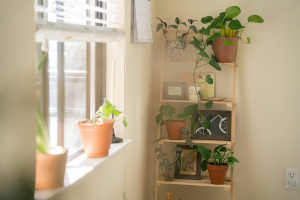 Φενγκ Σούι: Το φυτό που φέρνει χρήματα και επιτυχία στο σπίτι σου