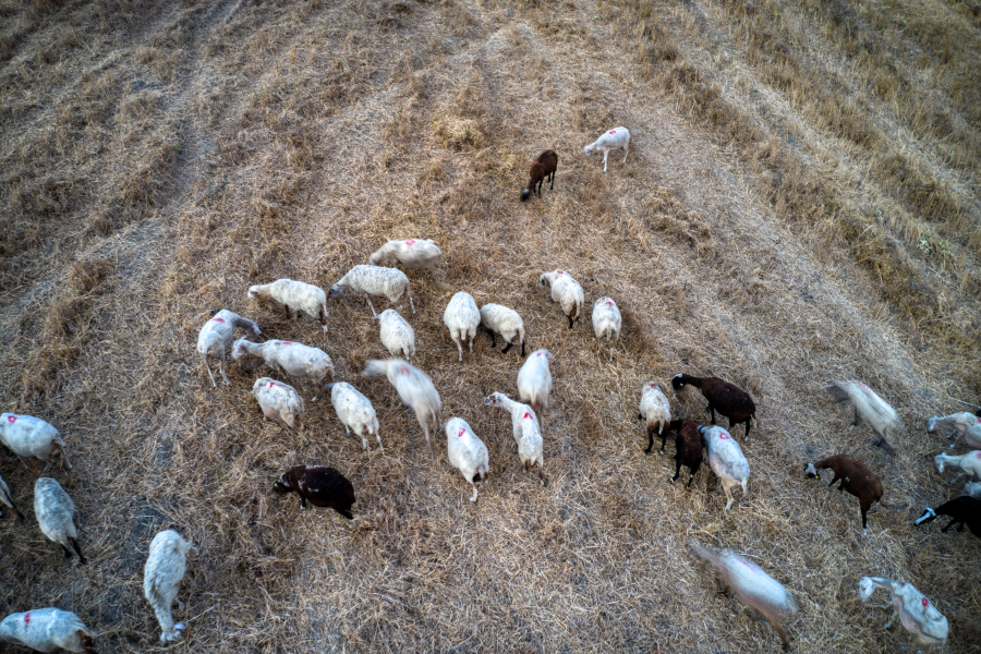Επίδομα ανθυγιεινής εργασίας: Δικαιούχοι οι κτηνίατροι των Περιφερειών
