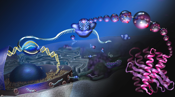 Wikimedia commons/Nicolle Rager, National Science Foundation