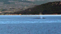 Φάλαινα εμφανίστηκε ανοιχτά του Θεολόγου στον Βόρειο Ευβοϊκό (Βίντεο)