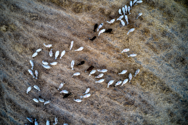 Πώς θα δίνονται οι αγροτικές επιδοτήσεις - Το νέο σχέδιο δράσης για ΟΠΕΚΕΠΕ