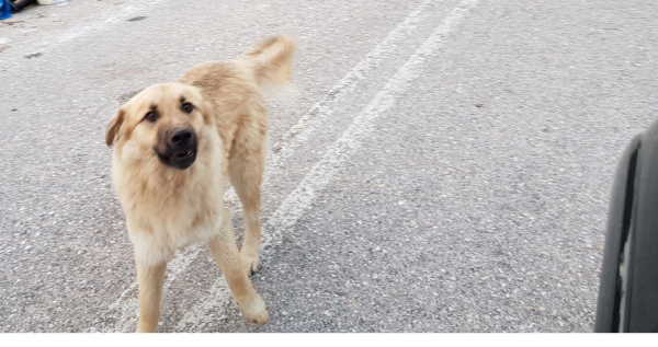 Οδηγός έσωσε σκύλο που πετάχτηκε ξαφνικά μπροστά του προκαλώντας καραμπόλα!