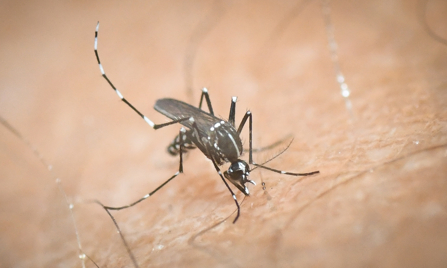 ΠΟΥ: Κίνδυνος αναζωπύρωσης της ελονοσίας - Αυξήθηκαν οι θάνατοι σε σχέση με το 2024