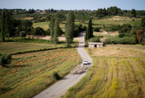 ΟΠΕΚΕΠΕ: Πώς δρούσε το κύκλωμα - Ενεργοί λογαριασμοί πεθαμένων, ανύπαρκτα ζώα και... ράβδοι χρυσού