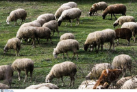 Έως τις 22 Νοεμβρίου παρατείνονται τα μέτρα για τον περιορισμό της ευλογιάς των προβάτων