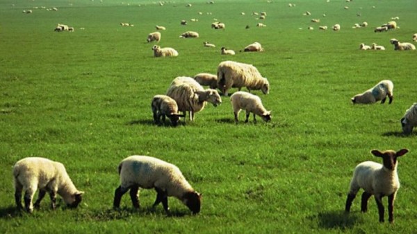 Δήμος Ηρακλείου: Ενημέρωση των κτηνοτρόφων για τα τέλη βόσκησης 2017