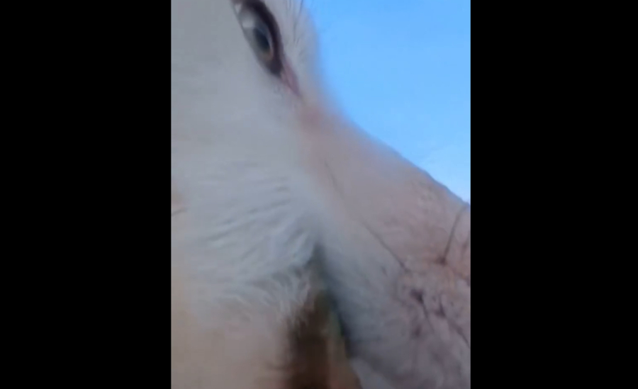 Σκύλος έκλεψε κάμερα 700 δολαρίων του AP - Τη μάσησε και πάτησε το record (Βίντεο)