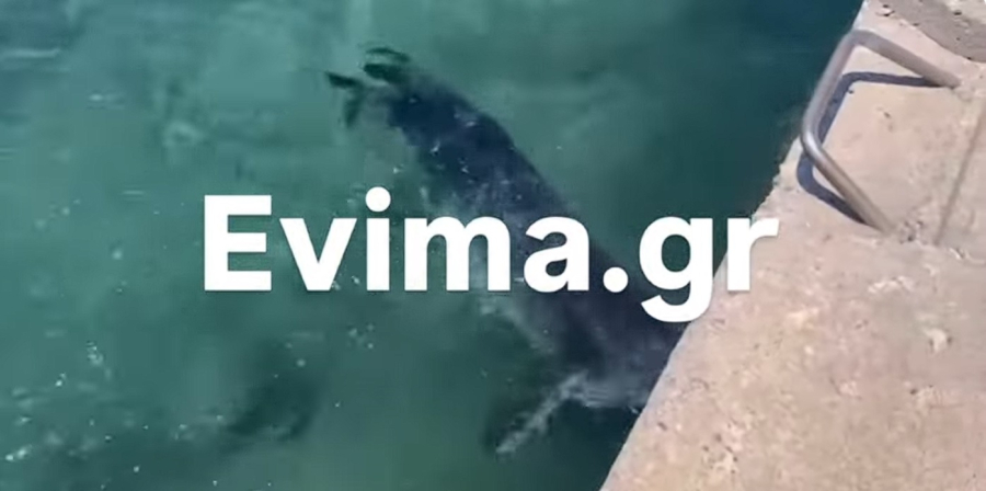Μαρμάρι Ευβοίας: Φώκια «εισβάλλει» στο λιμάνι και κυνηγά ψάρια (video)