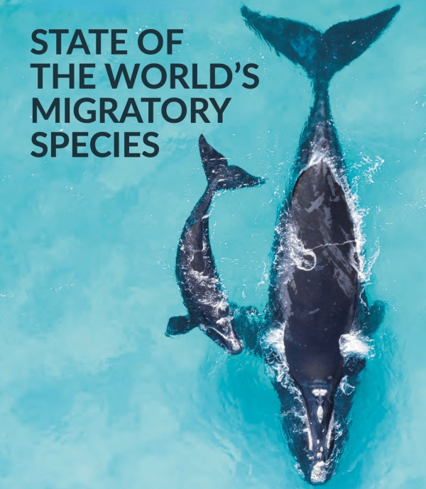 ΟΗΕ: Αυξάνεται ο κίνδυνος εξαφάνισης των μεταναστευτικών ειδών άγριων ζώων