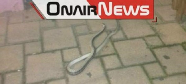 Μεσολόγγι: Φίδι εμφανίστηκε στο κέντρο της πόλης- Πανικόβλητοι οι περαστικοί (pic)