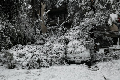 «Λύγισαν» τα δέντρα στον Διόνυσο και καταπλάκωσαν τα αυτοκίνητα (pics)