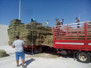 Η Περιφέρεια Βορείου Αιγαίου στηρίζει τους κτηνοτρόφους του Αγίου Ευστρατίου