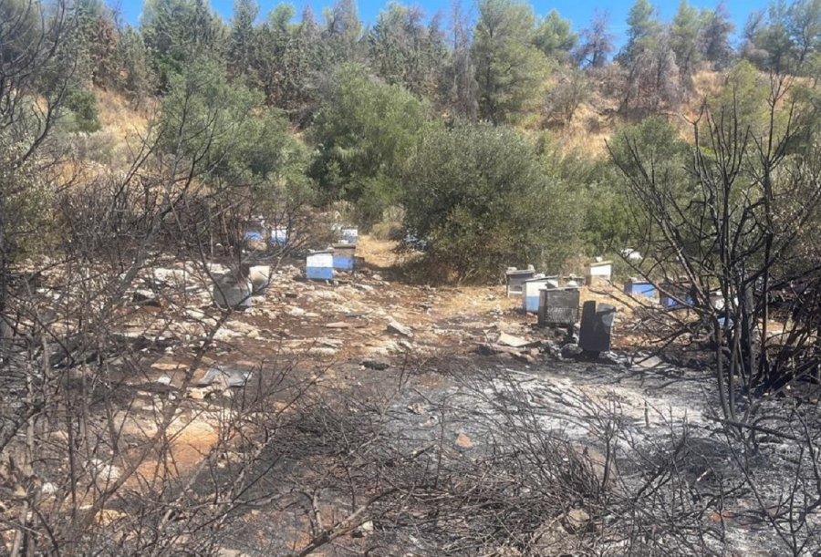 Φωτιά στον Υμηττό: Από κάπνισμα μελισσών η πυρκαγιά - Πρόστιμο και στον Πρύτανη του ΕΚΠΑ