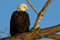 Μαθήματα επιβίωσης από έναν νεαρό φαλακρό αετό (βίντεο)