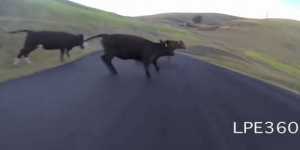 skateboarder συγκρούεται με... αγελάδες! (βίντεο)
