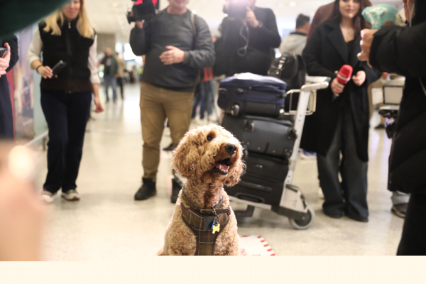 Στην χώρα μας 101 Έλληνες και 47 κατοικίδια από το Άμπου Ντάμπι (Βίντεο)