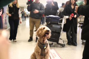 Στην χώρα μας 101 Έλληνες και 47 κατοικίδια από το Άμπου Ντάμπι (Βίντεο)
