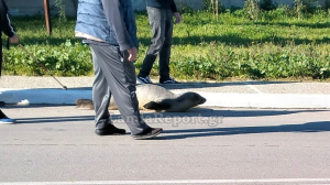 Φθιώτιδα: Φώκια έχασε τον δρόμο της και βρέθηκε να κάνει... βόλτα στην άσφαλτο (Βίντεο)