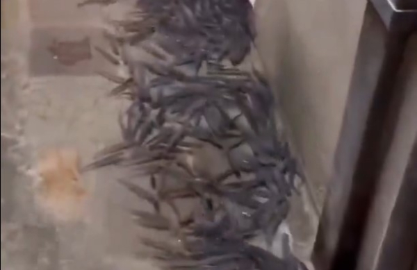 Βενετία: Εκατοντάδες ψάρια ξεβράστηκαν στα σοκάκια της πόλης (Βίντεο)