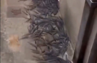 Βενετία: Εκατοντάδες ψάρια ξεβράστηκαν στα σοκάκια της πόλης (Βίντεο)