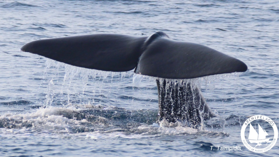 Αρσενικό δελφίνι φυσητήρας σε εντυπωσιακή κατάδυση στην τάφρο της Ικαρίας (εικόνα)