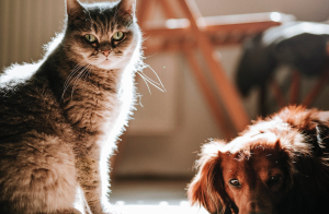 «Ξεπαγώνει» ο νόμος για τα κατοικίδια: Στείρωση ή αποστολή DNA αλλιώς... 1.000 ευρώ πρόστιμο