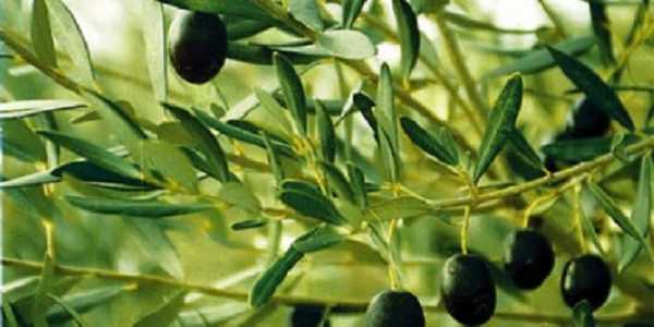 900 προσλήψεις εποχικών στο πρόγραμμα Δακοκτονίας