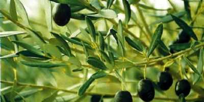 900 προσλήψεις εποχικών στο πρόγραμμα Δακοκτονίας