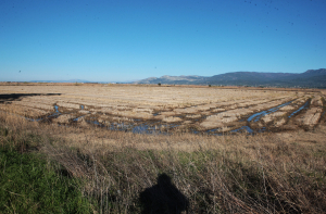 Μεσολόγγι: Σίγουρη η ΕΛ.ΑΣ. ότι το όπλο βρίσκεται στον βάλτο, συνδράμει και ο στρατός