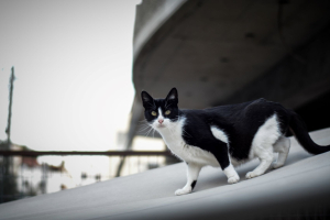 Η Purina® και οι Nine Lives Greece ενώνουν τις δυνάμεις τους με σκοπό τη μείωση του υπερπληθυσμού των αδέσποτων γατών