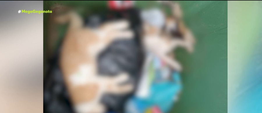 Παρέμβαση εισαγγελέα για φόλες στο Μαρκόπουλο: Έβρισκαν παντού νεκρές γάτες