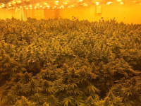 Κερατσίνι: Σύλληψη δύο ατόμων για καλλιέργεια κάνναβης