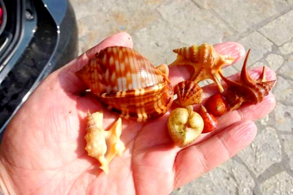 Συλλέκτες κοχυλιών, από 13 έως 85 ετών, από Θεσσαλονίκη μέχρι Κρήτη - Μοναδικές εικόνες