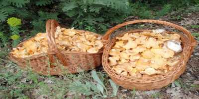 Κινητικότητα για την πιστοποίηση Μανιταριών