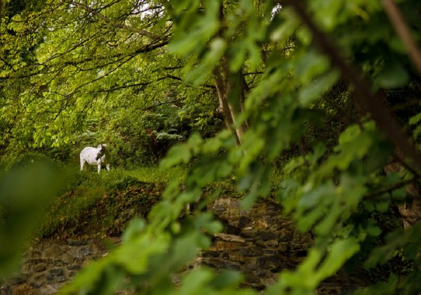 Παράταση μέχρι τις 25 Σεπτεμβρίου για τους δασικούς χάρτες