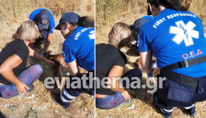 Φωτιά στην Εύβοια: Συγκινητική στιγμή με εθελοντές που σώζουν νεογέννητο μοσχαράκι (βίντεο)