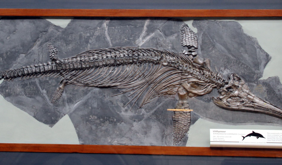 Ένα ιστορικό απολίθωμα ιχθυόσαυρου που βομβαρδίστηκε από ναζί είχε κρυφά αντίγραφα