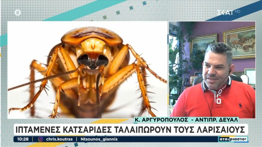 Λάρισα: Γιατί δέχθηκε επιδρομή από ιπτάμενες κατσαρίδες «Σβαρτσενέγκερ»