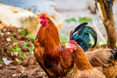 Συναγερμός για νέα πανδημία με τη γρίπη των πτηνών: Πώς μπορεί να μεταδοθεί στον άνθρωπο