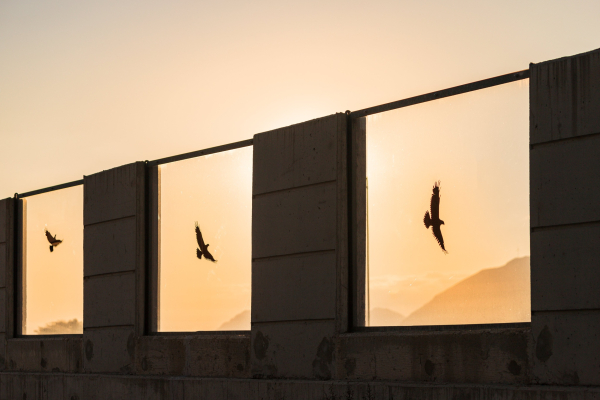 Γιατί υπάρχουν αυτοκόλλητα πουλιών στα ηχοπετάσματα της Ολυμπίας Οδού