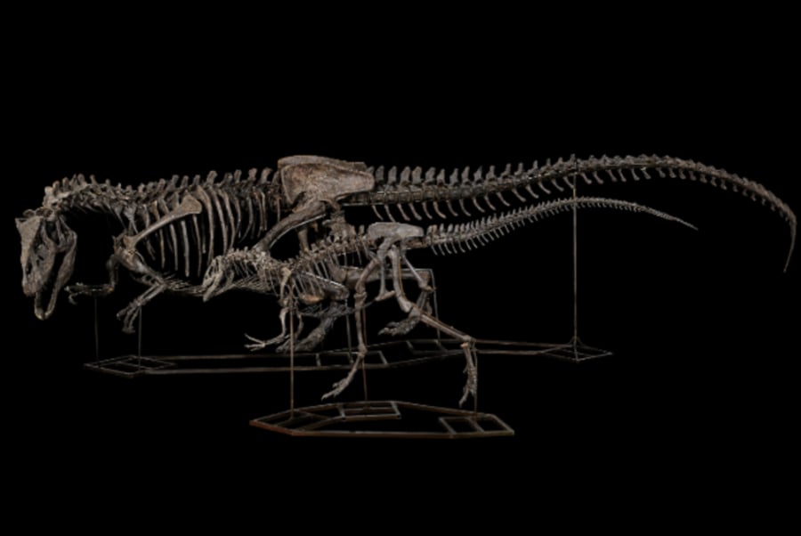 Βρετανία: Κατασχέθηκαν σκελετοί δεινοσαύρων, αξίας εκατομμυρίων δολαρίων