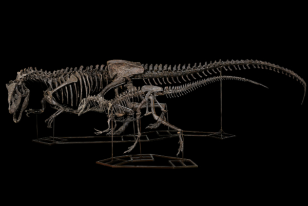 Βρετανία: Κατασχέθηκαν σκελετοί δεινοσαύρων, αξίας εκατομμυρίων δολαρίων