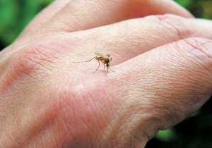 Ξεκινούν οι αεροψεκασμοί για την αντιμετώπιση των κουνουπιών
