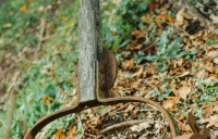Χρειάζεται να αφαιρέσουμε τα σάπια φύλλα από το χώμα πριν βάλουμε νέο;