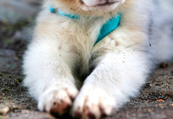 Ρέθυμνο: Σοκαριστική καταγγελία για 17 κουτάβια νεκρά κάτω από γέφυρα